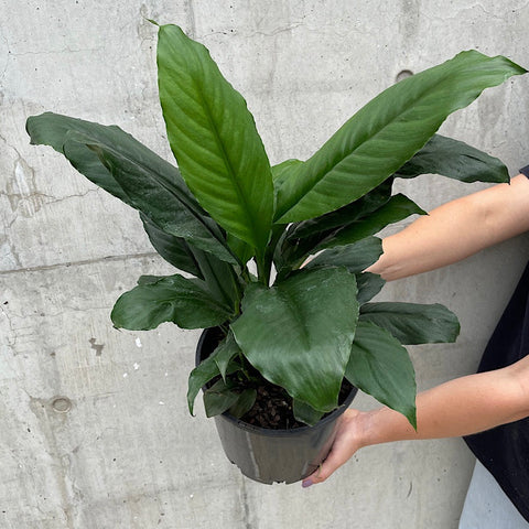 Spathiphyllum Peace Lily Blue Moon 200mm