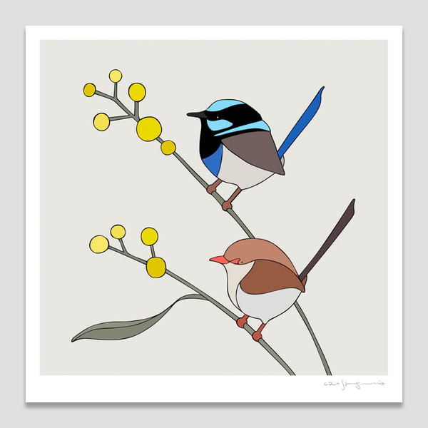 Superb Fairy-Wrens and Wattle Art Print by Eggpicnic