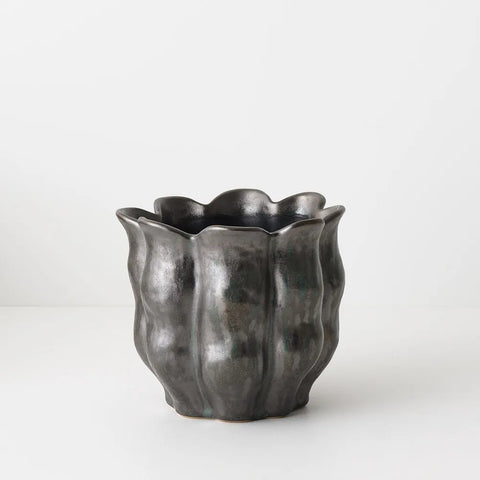 Oliva Pot Pine 16cm