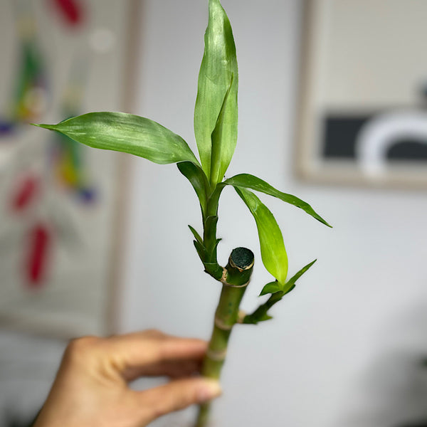 Lucky Bamboo Straight Cane 25 cm