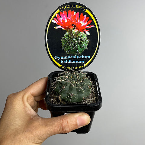Gymnocalycium Baldianum Cactus 65mm