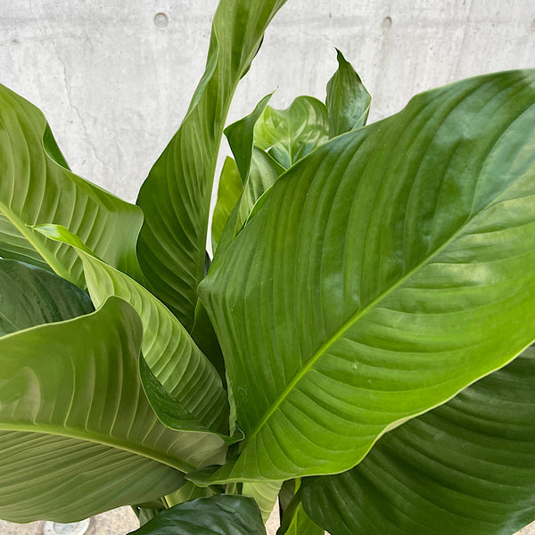 Spathiphyllum Peace Lily 250mm