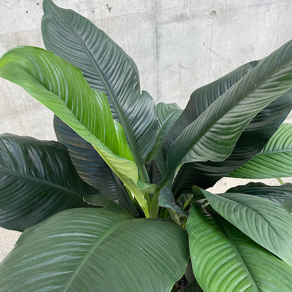 Spathiphyllum Sensation 400mm