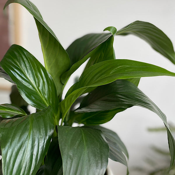 Peace Lily in Medium Orbit Pot Oatmeal
