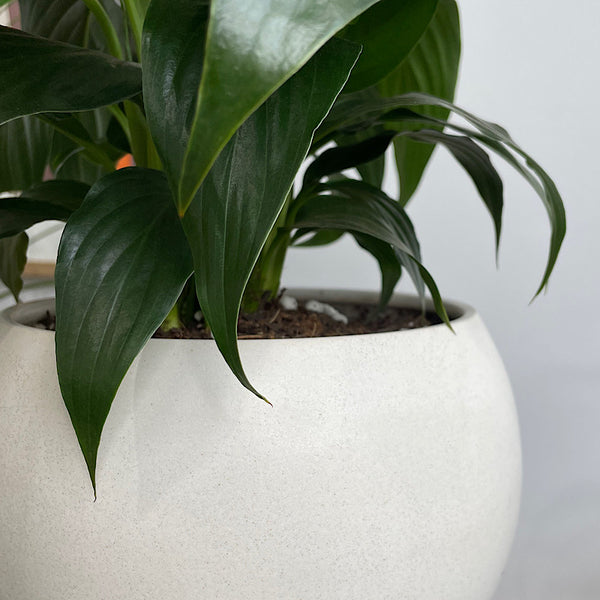 Peace Lily in Medium Orbit Pot Oatmeal