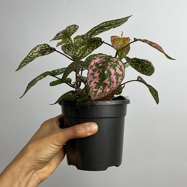 Hypoestes Phyllostachya Triple Splash 120mm
