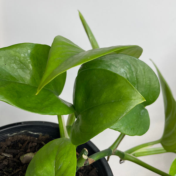Epipremnum Aureum Green Jade Pothos 130mm
