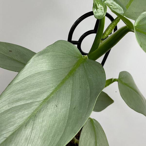 Philodendron Silver Sword 130mm