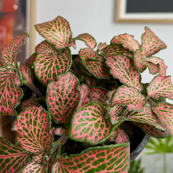 Fittonia 100mm