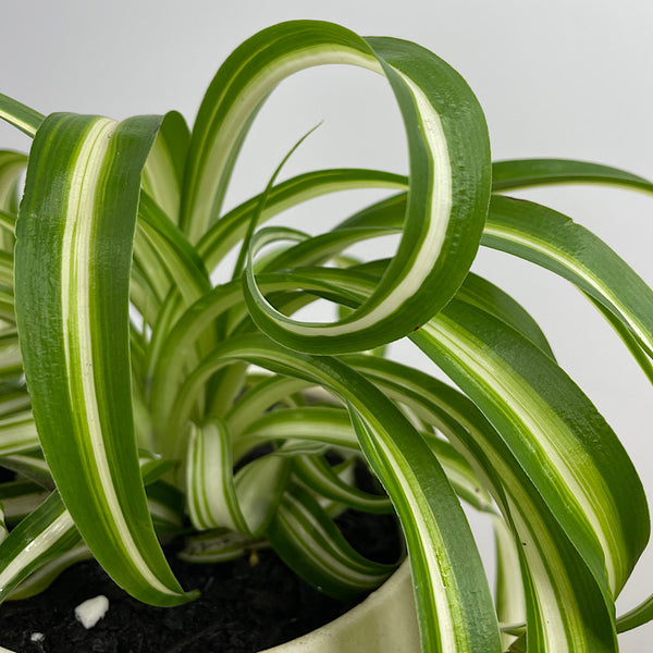 Curly Spider Plant in Small Orbit Pot Oatmeal