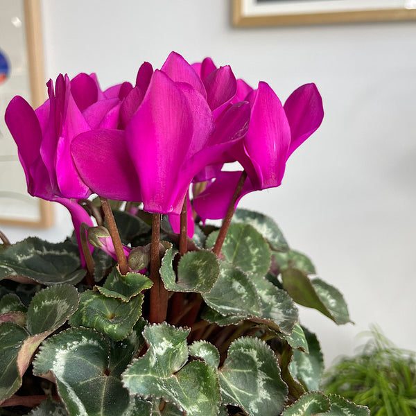 Cyclamen Leopardo Neon Pink 130mm
