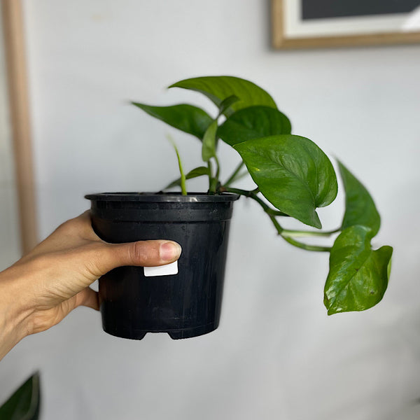 Epipremnum Aureum Green Jade Pothos 130mm