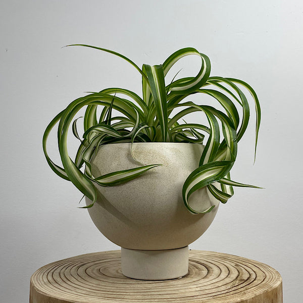 Curly Spider Plant in Small Orbit Pot Oatmeal