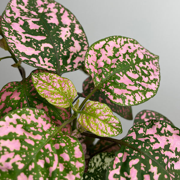 Hypoestes Phyllostachya Triple Splash 120mm