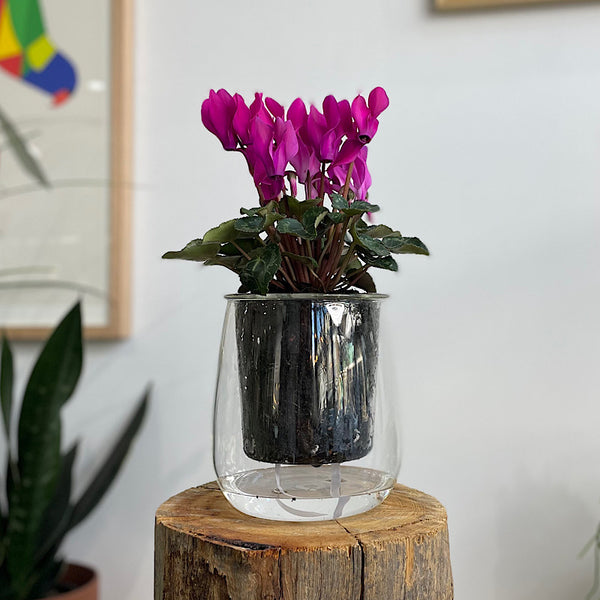 Bright Purple Cyclamen in Large Clear Self Watering Glass Pot