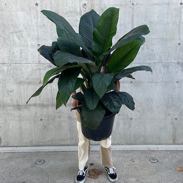 Spathiphyllum Sensation 400mm