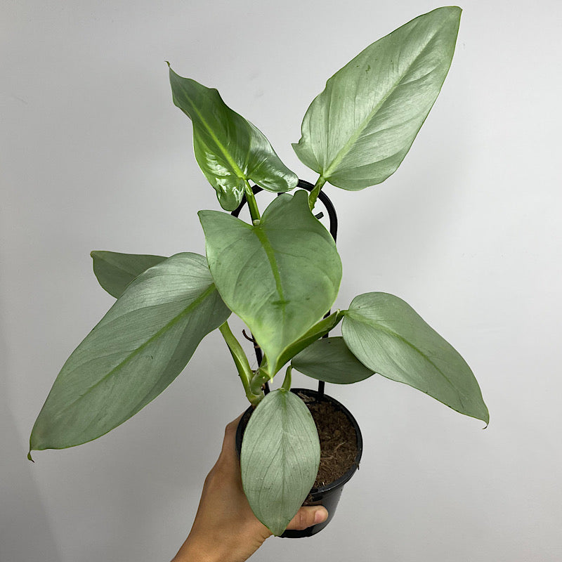 Philodendron Silver Sword 130mm