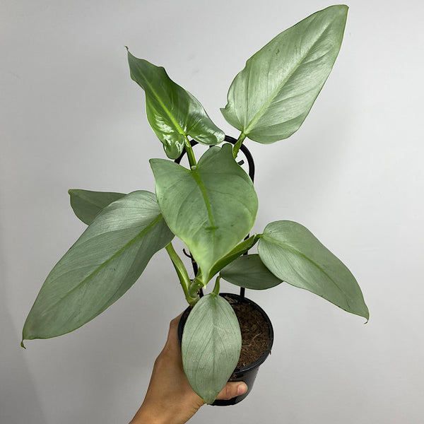 Philodendron Silver Sword 130mm