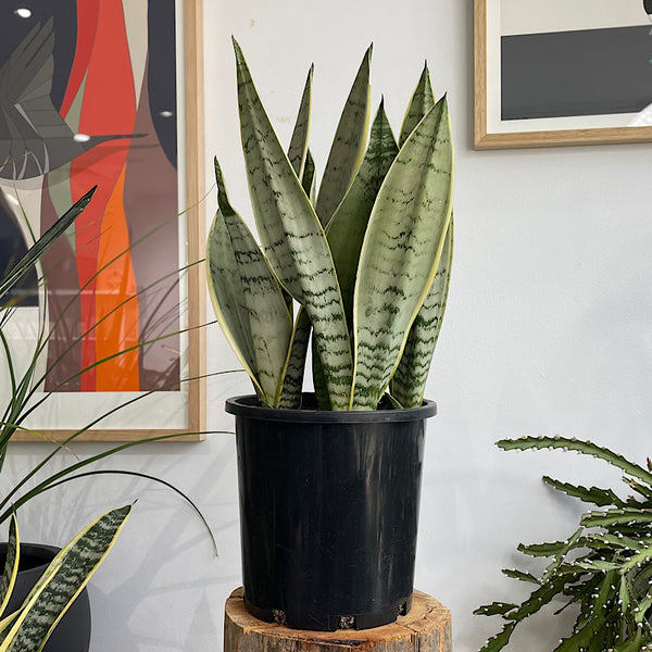 Sansevieria Trifasciata Snow Snake Plant 200mm