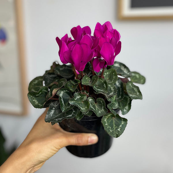 Cyclamen Leopardo Neon Pink 130mm