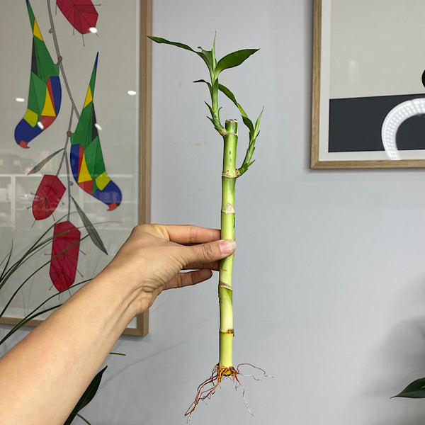 Lucky Bamboo Straight Cane 25 cm