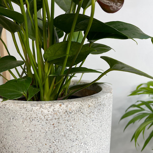 Anthurium Flamingo Flower Red in Cylinder Pot White Terrazzo