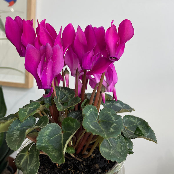 Bright Purple Cyclamen in Large Clear Self Watering Glass Pot