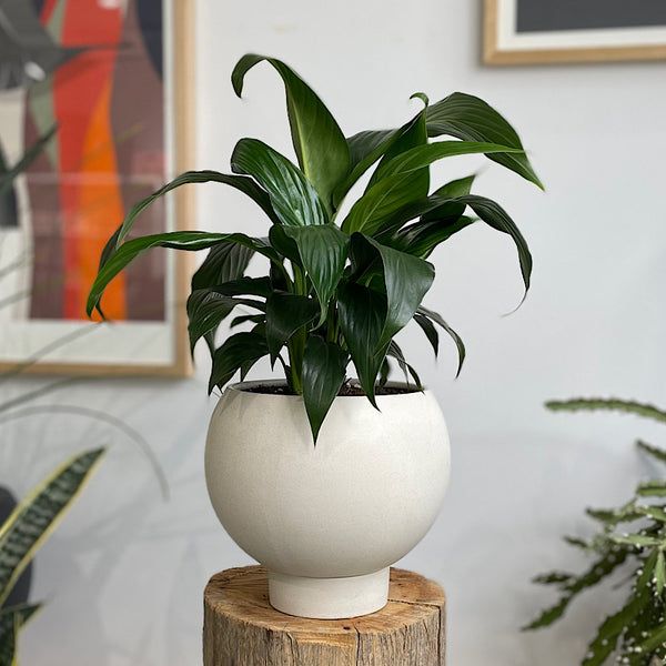 Peace Lily in Medium Orbit Pot Oatmeal