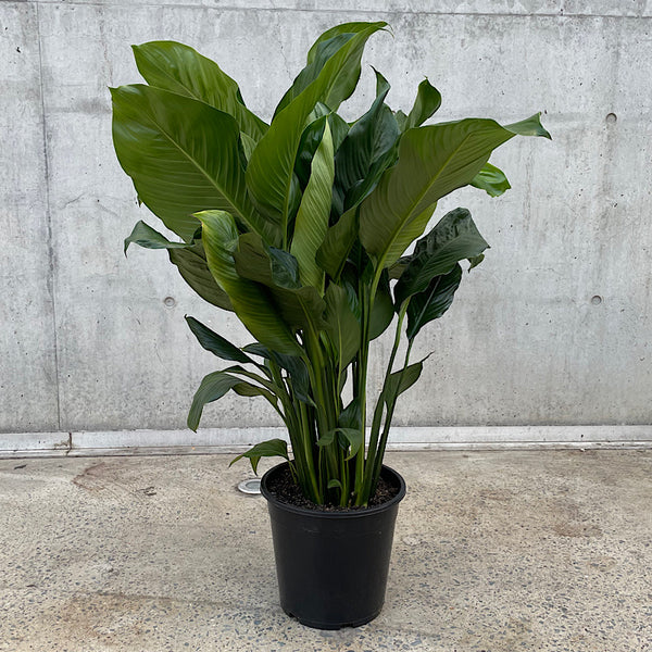 Spathiphyllum Peace Lily 250mm