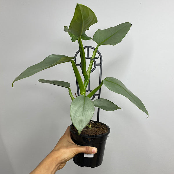 Philodendron Silver Sword 130mm