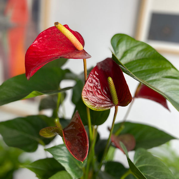 Anthurium Flamingo Flower Red in Cylinder Pot White Terrazzo
