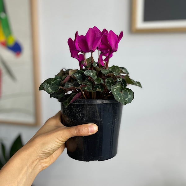 Cyclamen Leopardo Neon Pink 130mm