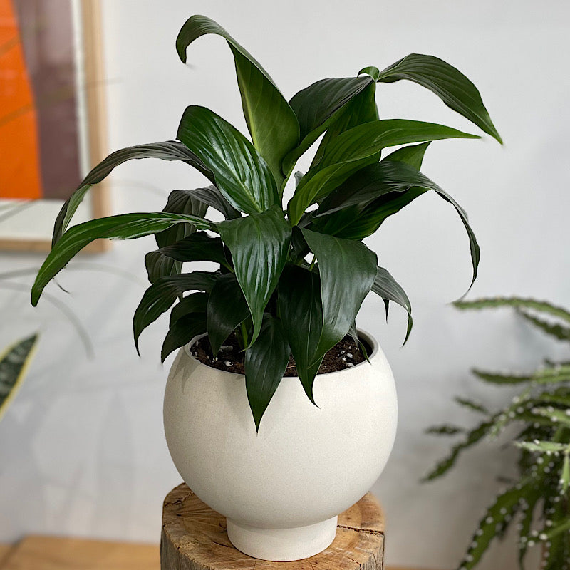 Peace Lily in Medium Orbit Pot Oatmeal