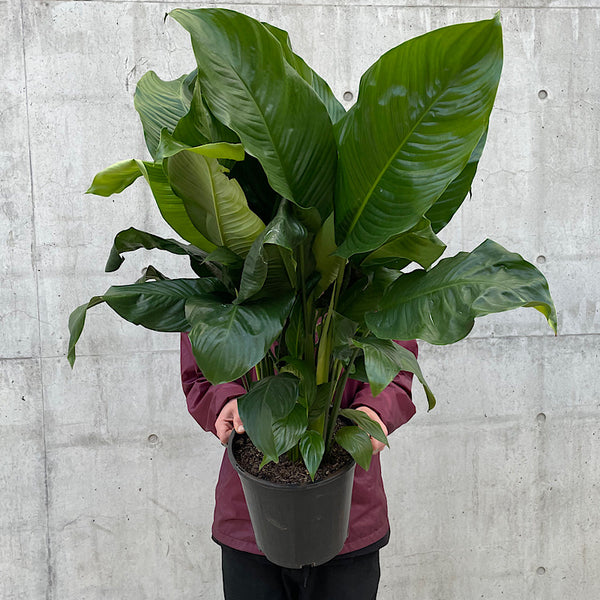 Spathiphyllum Peace Lily 250mm