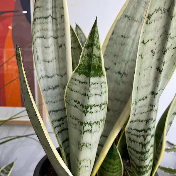 Sansevieria Trifasciata Snow Snake Plant 200mm