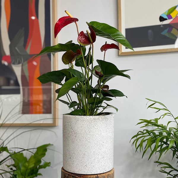 Anthurium Flamingo Flower Red in Cylinder Pot White Terrazzo