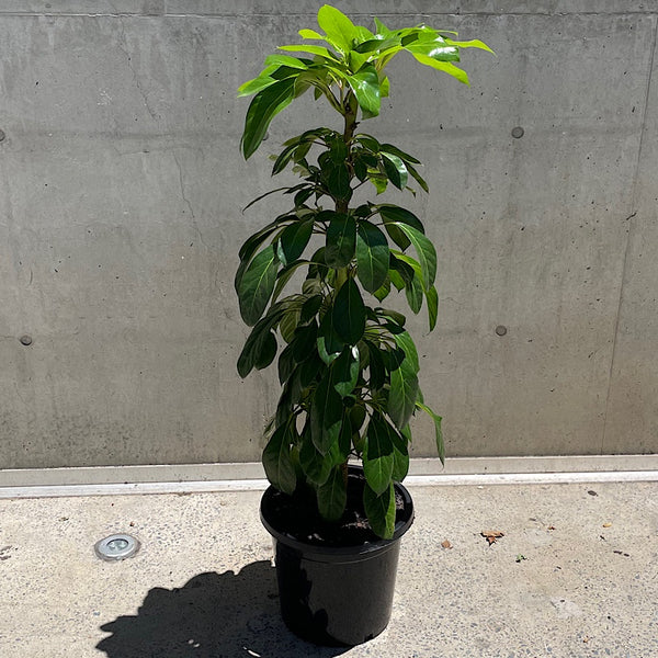 Schefflera Amate Umbrella Tree 300mm