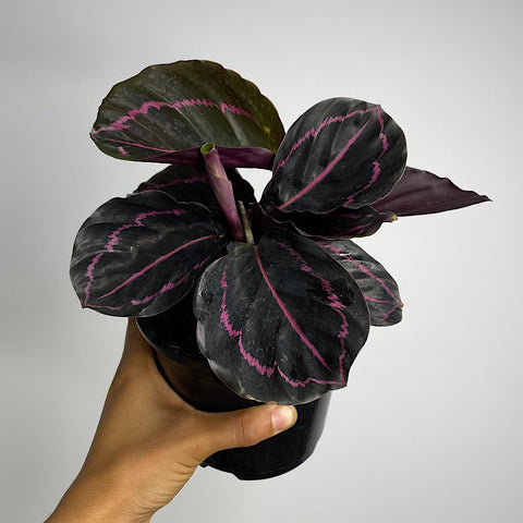 Calathea Dottie 130mm