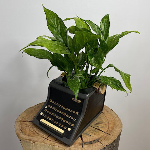 Domino Peace Lily in Type Writer Planter Pot Black