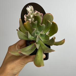 Echeveria Dark Vaider 65mm