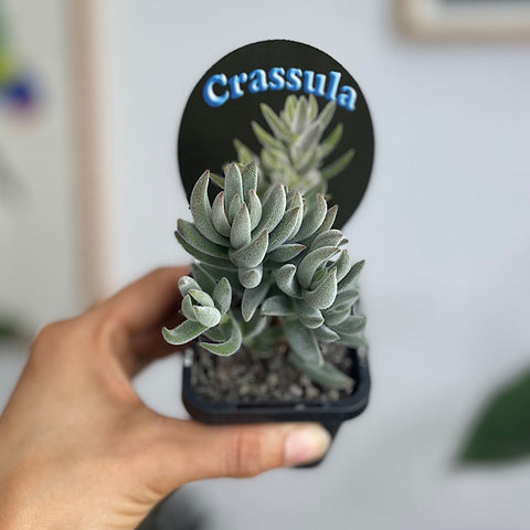 Crassula Surprise Party Succulent 65mm