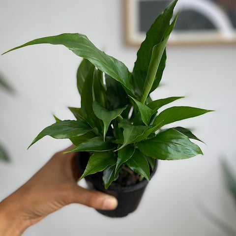 Spathiphyllum Wallisii Sweet Roco 100mm