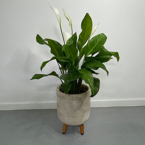 Peace Lily in Winston Tripod Pot Beechwood