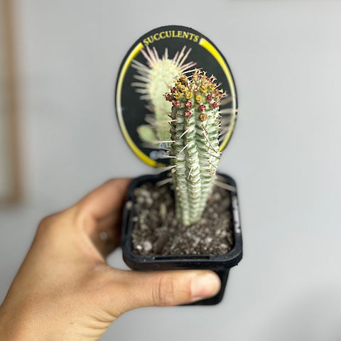 Albino Corn Cob 65mm