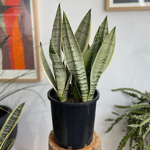 Sansevieria Trifasciata Snow Snake Plant 200mm