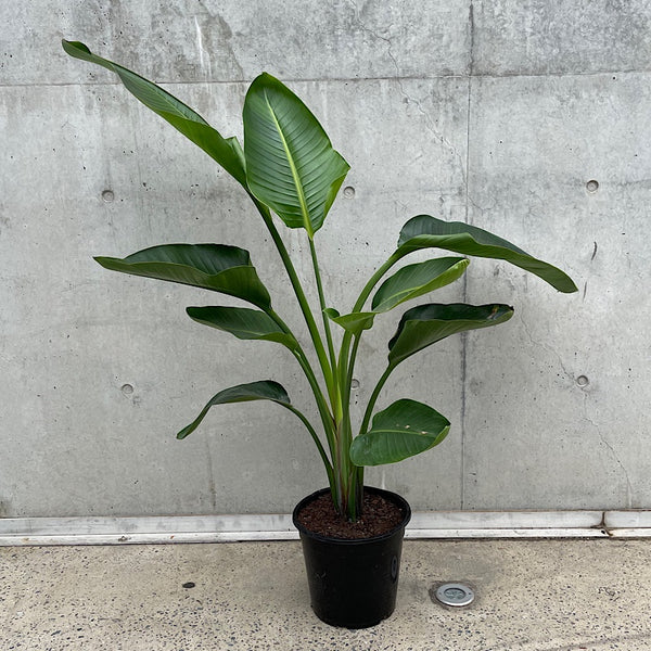 Strelitzia Nicolai Giant Bird of Paradise 250mm