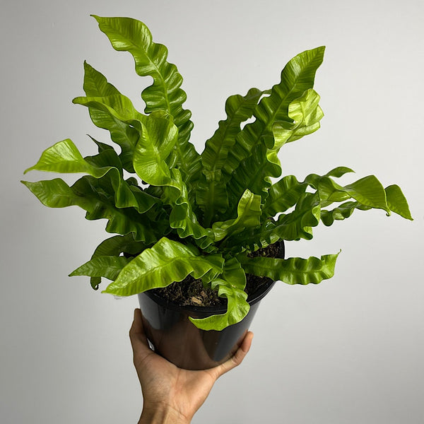 Asplenium Crispy Wave Birds Nest Fern 165mm