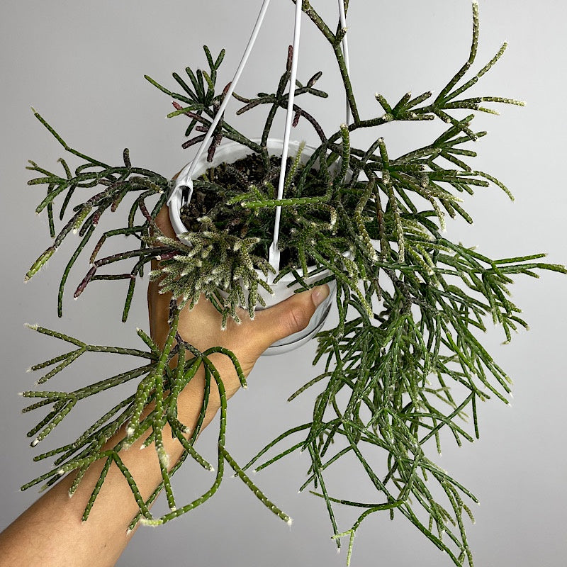 Rhipsalis Pilocarpa 130mm Hanging