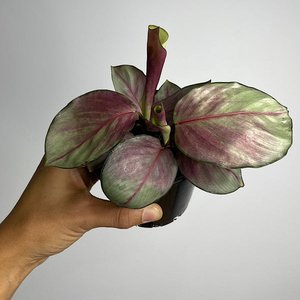Calathea Silver Plate 100mm