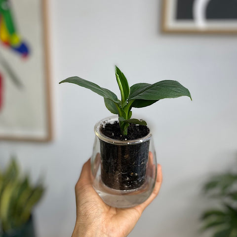 Peace Lily in Mini Self Watering Glass Pot